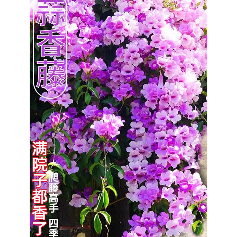 爬藤植物蒜香藤花苗紫铃藤盆栽庭院开花庭院攀援耐寒耐热驱蚊花卉