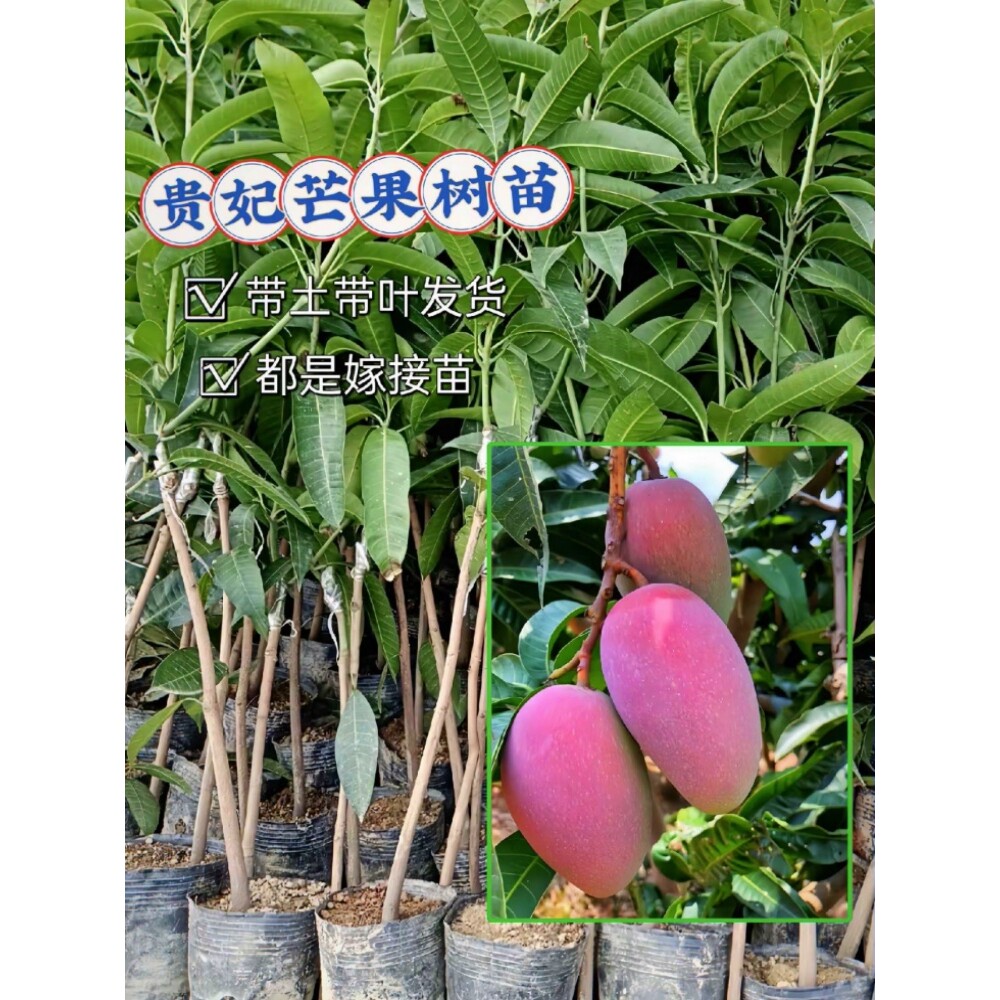 四季芒果苗嫁接贵妃芒金煌芒果树苗盆栽地栽当年结果带土带叶发货