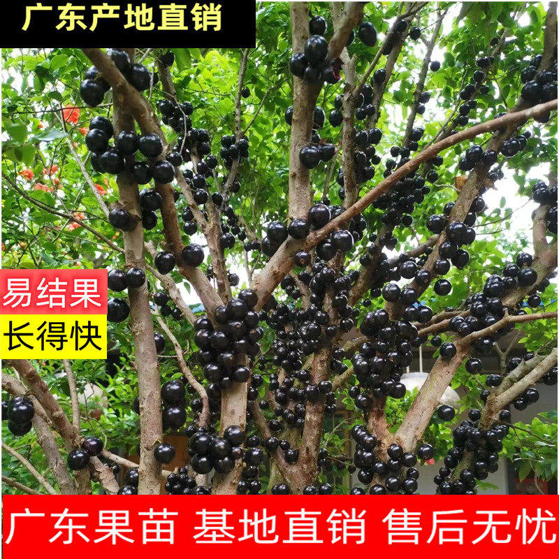 嘉宝果树苗树葡萄苗果树四季艾斯卡沙巴盆栽阳台庭院当年结果包活