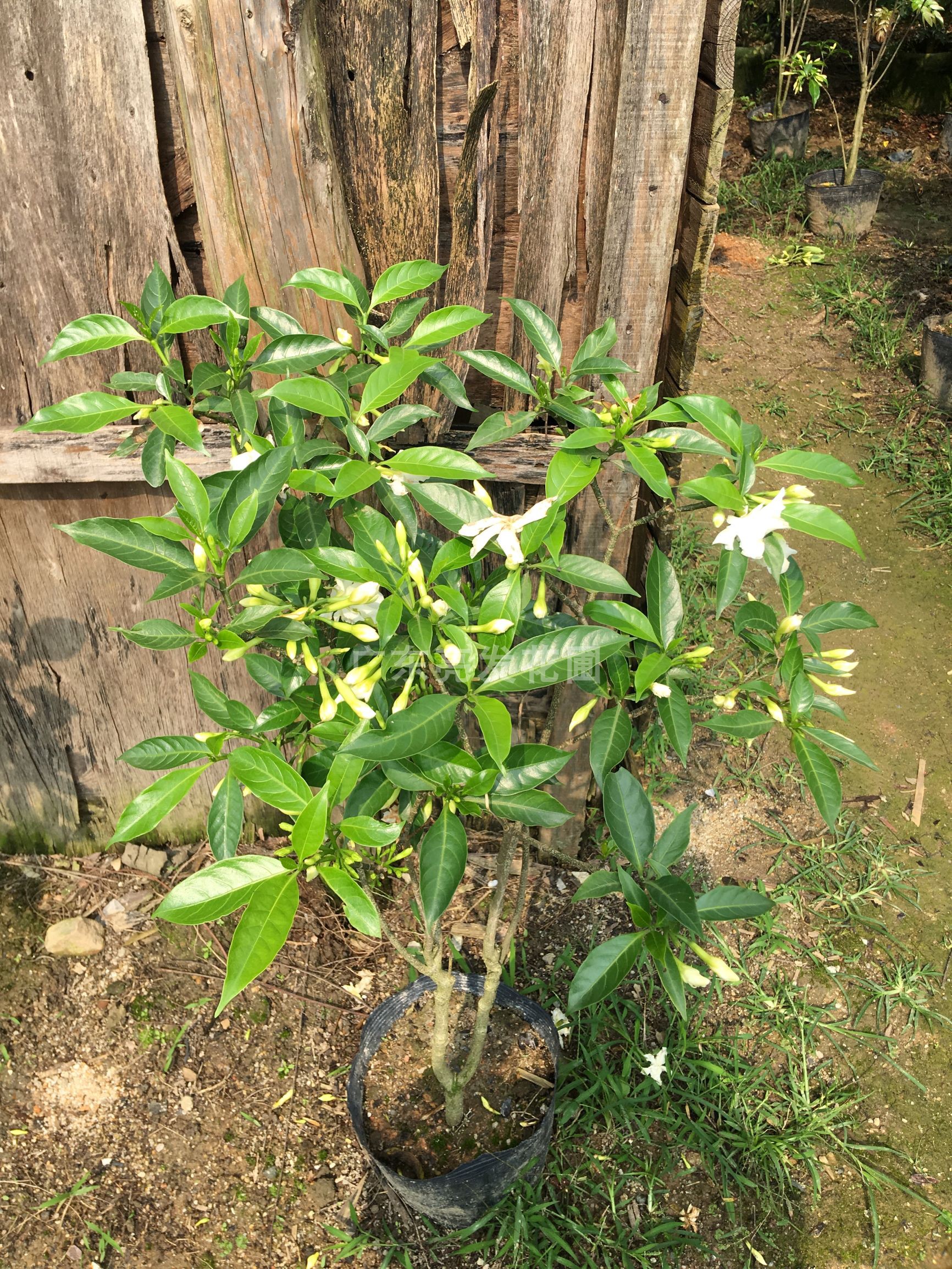 丁香花盆栽室内客厅办公室桌面好养花卉绿植盆景净化空气观花植物