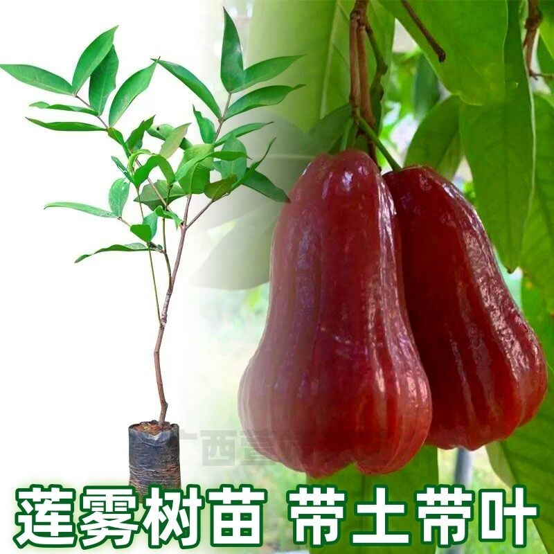 黑糖比莲雾树苗黑金刚四季结果大叶红莲雾嫁接果树苗盆栽地栽包邮