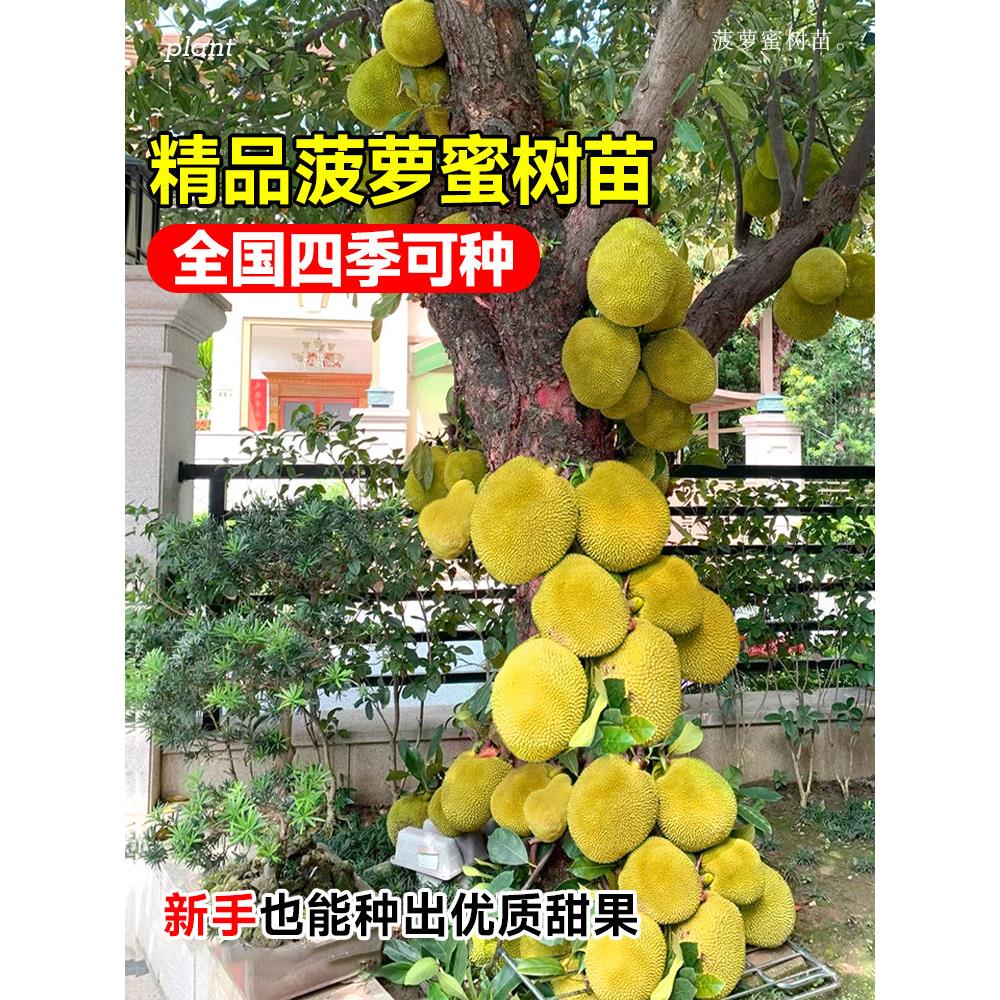 菠萝蜜树树苗嫁接果树果苗四季水果苗室内外庭院盆栽种苗耐寒榴莲