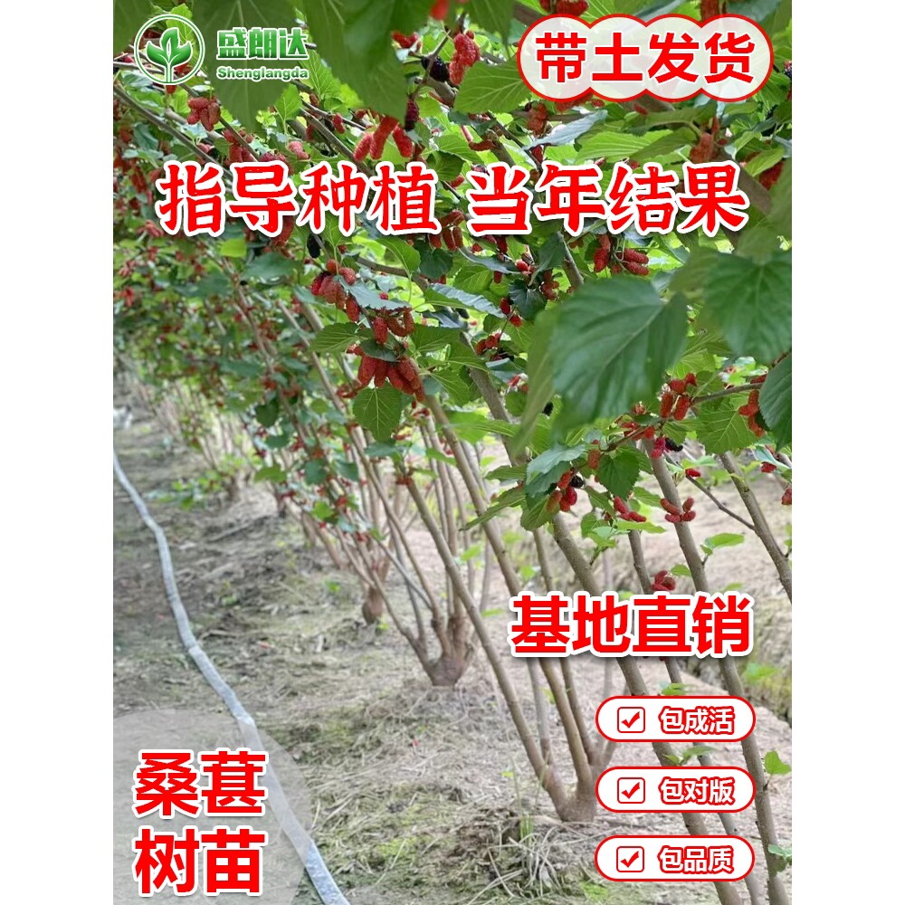 桑葚树苗南方北方种植四季盆栽食用桑树苗大叶超长黑桑水果白桑椹