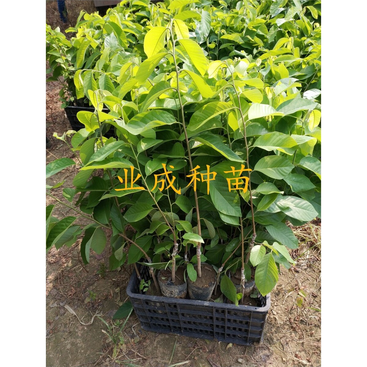 番荔枝苗 凤梨释迦苗 台湾释迦果树苗 樟林林檎 以及番荔枝种子