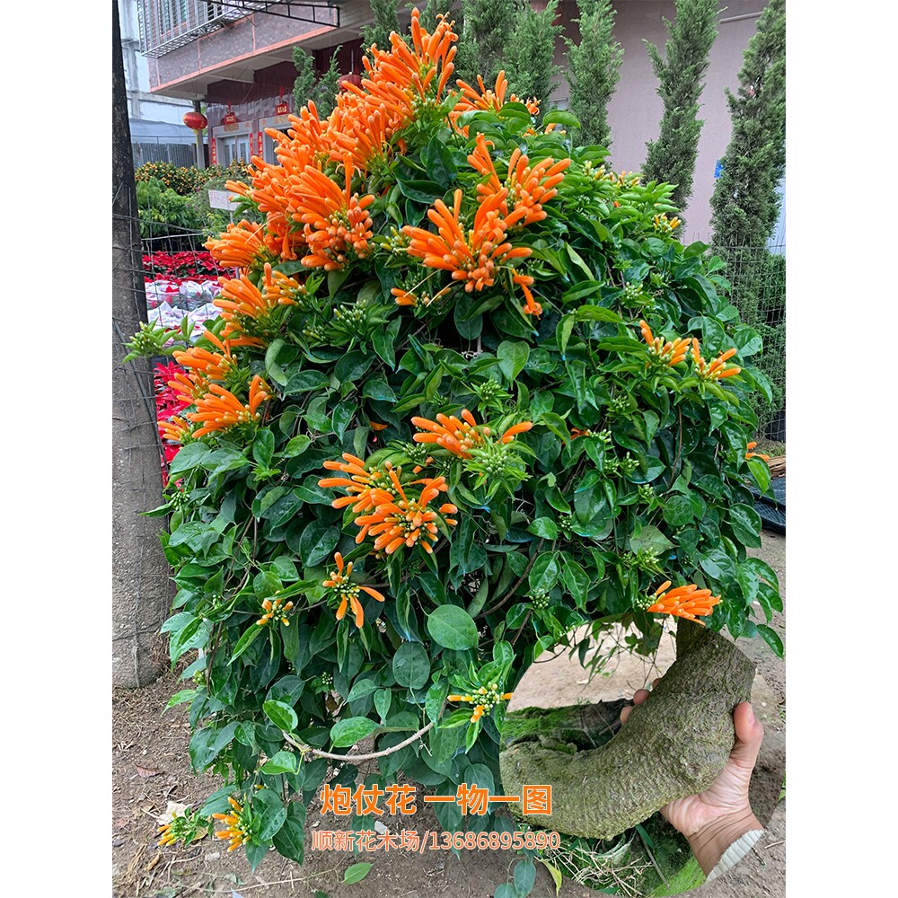 炮仗花苗爬藤植物 四季鞭炮花苗大苗花苗攀援花卉红爆竹花围墙花