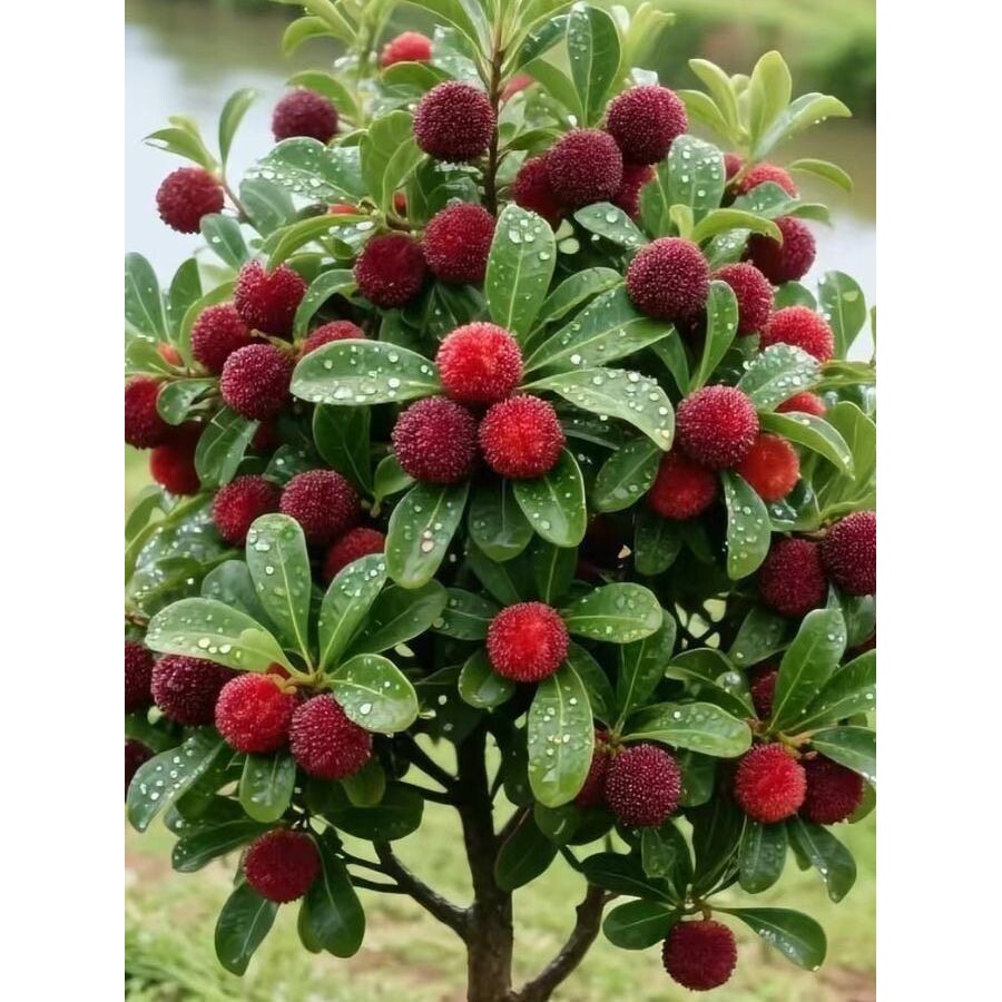 广西苗圃杨梅树苗嫁接苗特大南方种植东魁杨梅苗品种带营养杯带叶