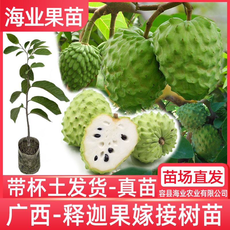 释迦果苗树嫁接台湾凤梨释迦苗特大牛奶释迦番荔枝林檎南方果树苗