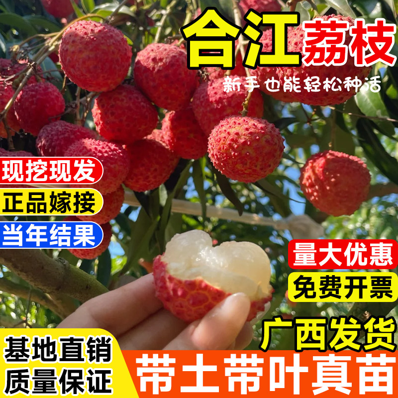合江荔枝嫁接果树苗妃子笑桂味无核荔枝苗盆栽地栽南北方当年结果