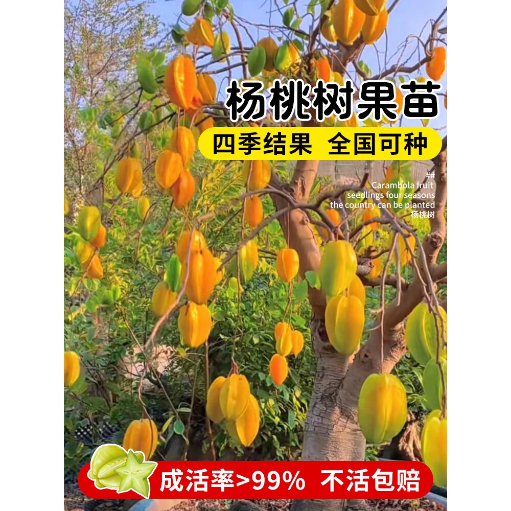嫁接甜杨桃树果苗正宗广西四季南北方种植带水果黄桃盆栽庭院树苗