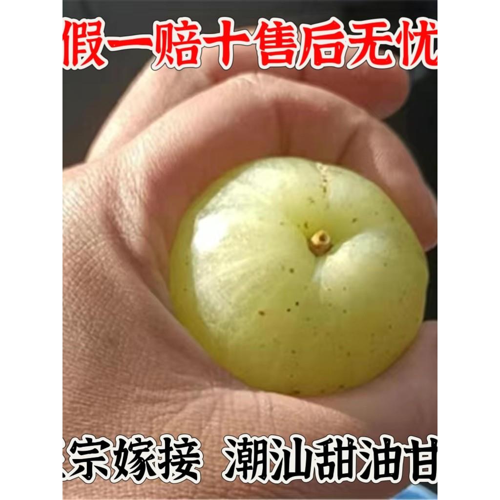 (当年结果)潮汕嫁接甜种油甘余甘果树苗余甘子橄榄大果苗