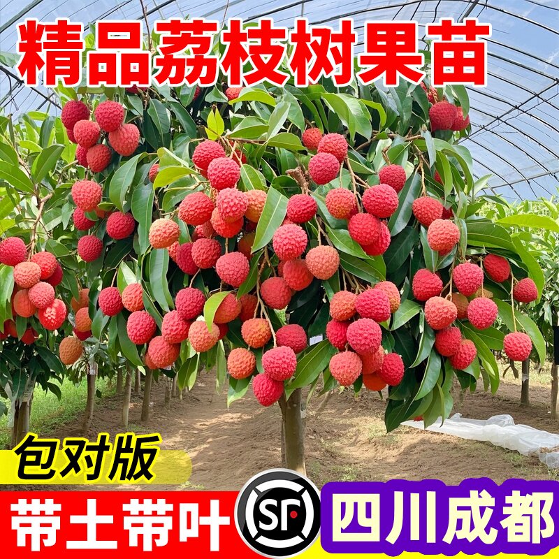 四川合江荔枝嫁接树苗无核桂味妃子笑荔枝树大苗四季荔枝树苖南方