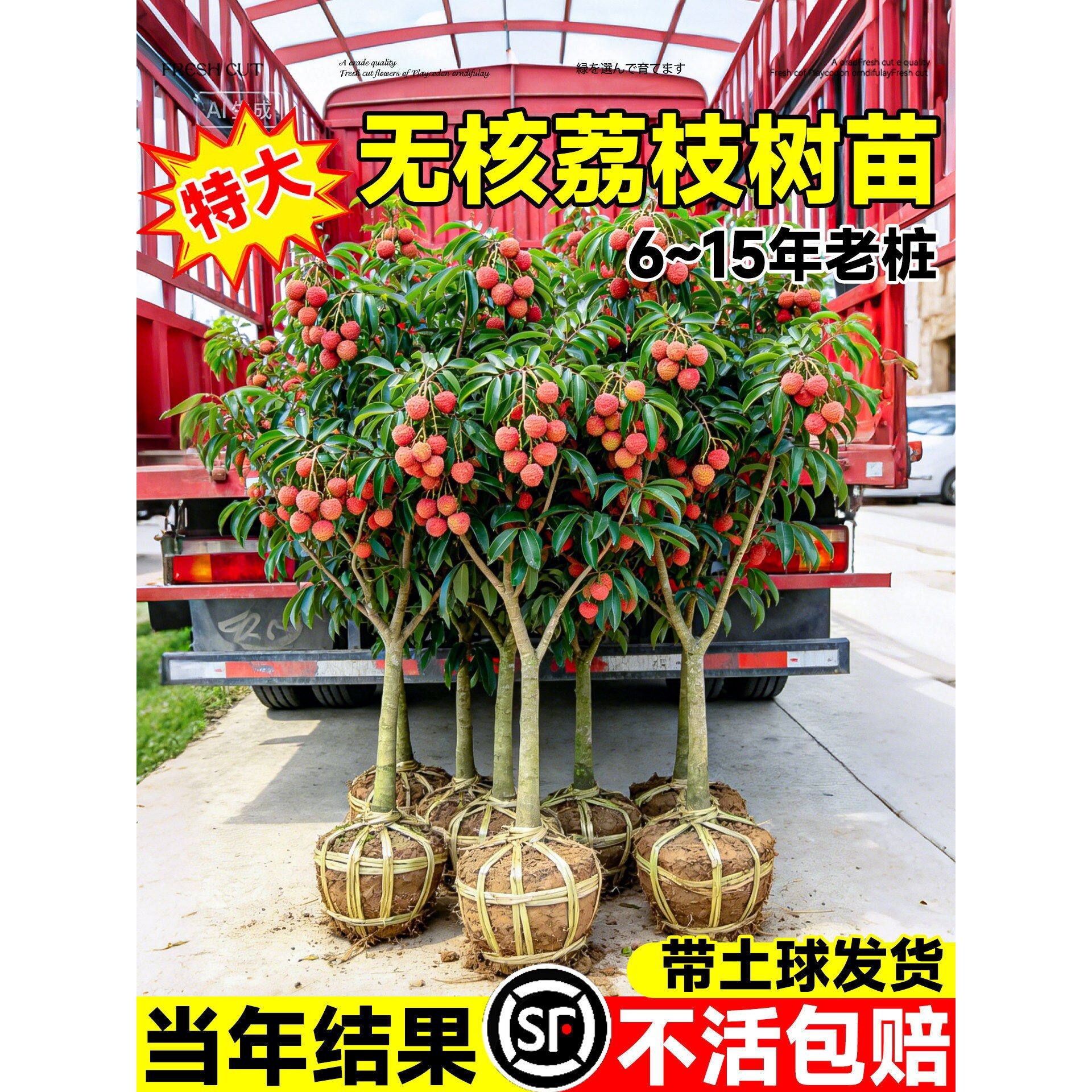 四季无核桂味荔枝树苗嫁接果树特大号南北方庭院盆栽水果苗妃子笑