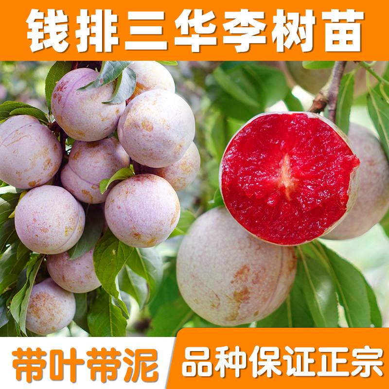 正宗钱排银妃三华李子树苗嫁接水果水蜜桃子木红肉蜂糖早熟三月青