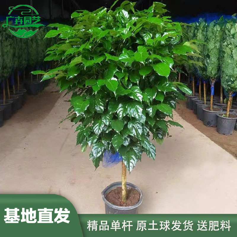 幸福树单杆绿植盆栽大型室内客厅办公室四季常青招财棒棒糖绿宝苗