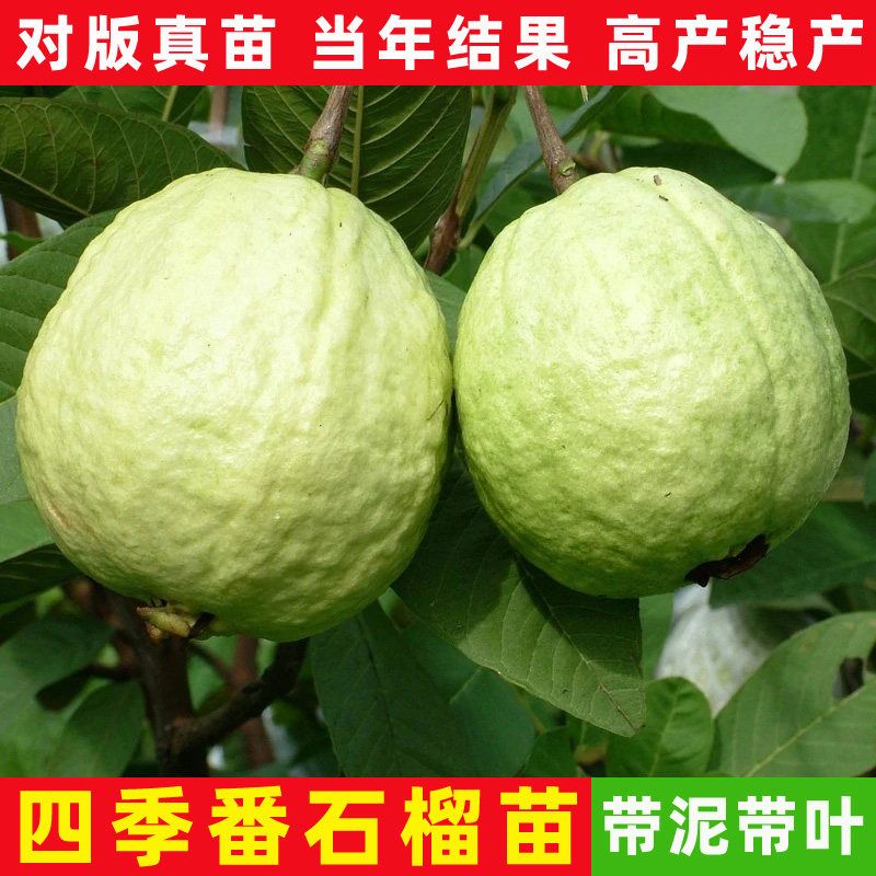 正宗嫁接番石榴苗树台湾珍珠番石榴白心红心帝王芭乐四季水果树苗