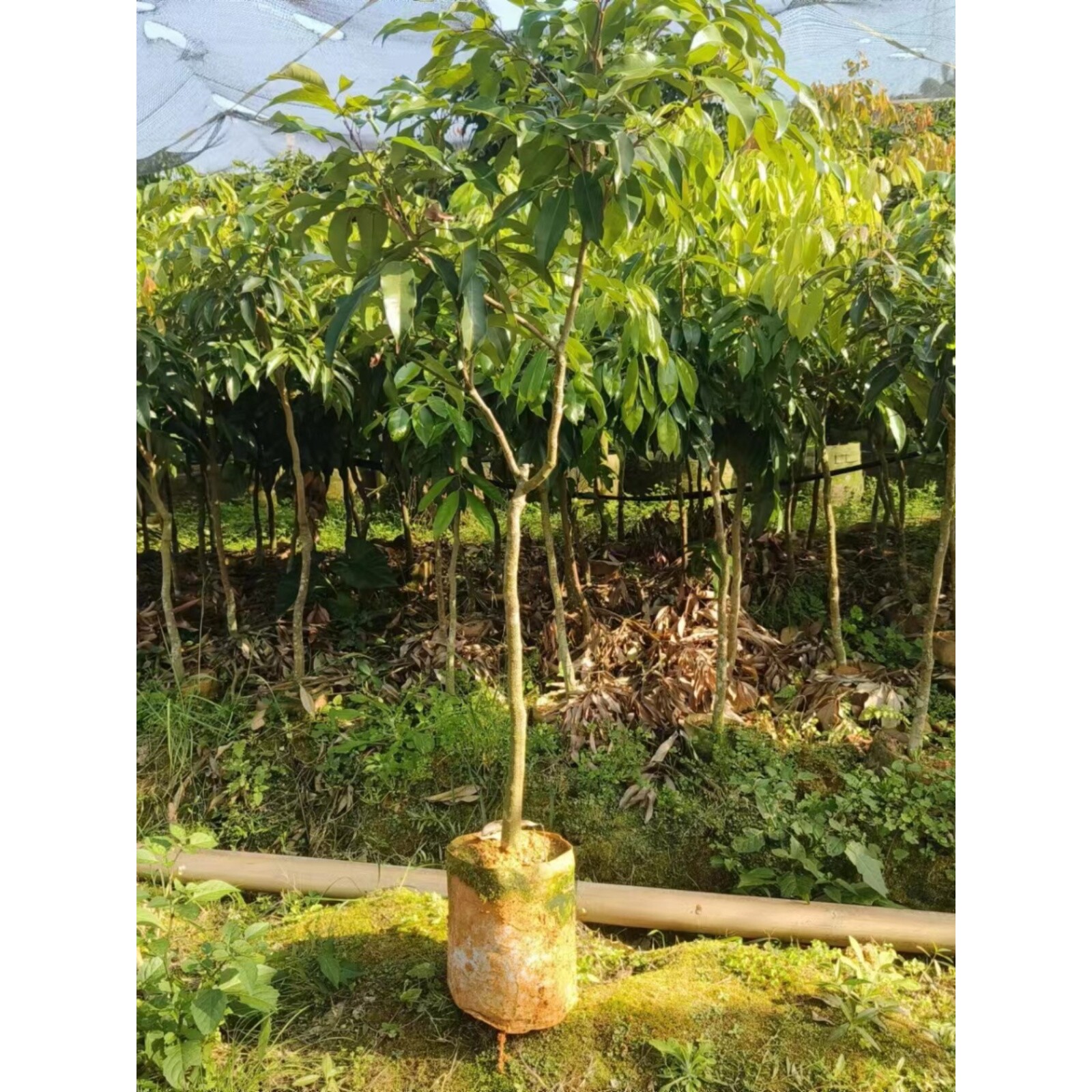 广州从化荔枝树苗仙进奉糯米滋桂味无核嫁接果树苗地盆栽当年结果