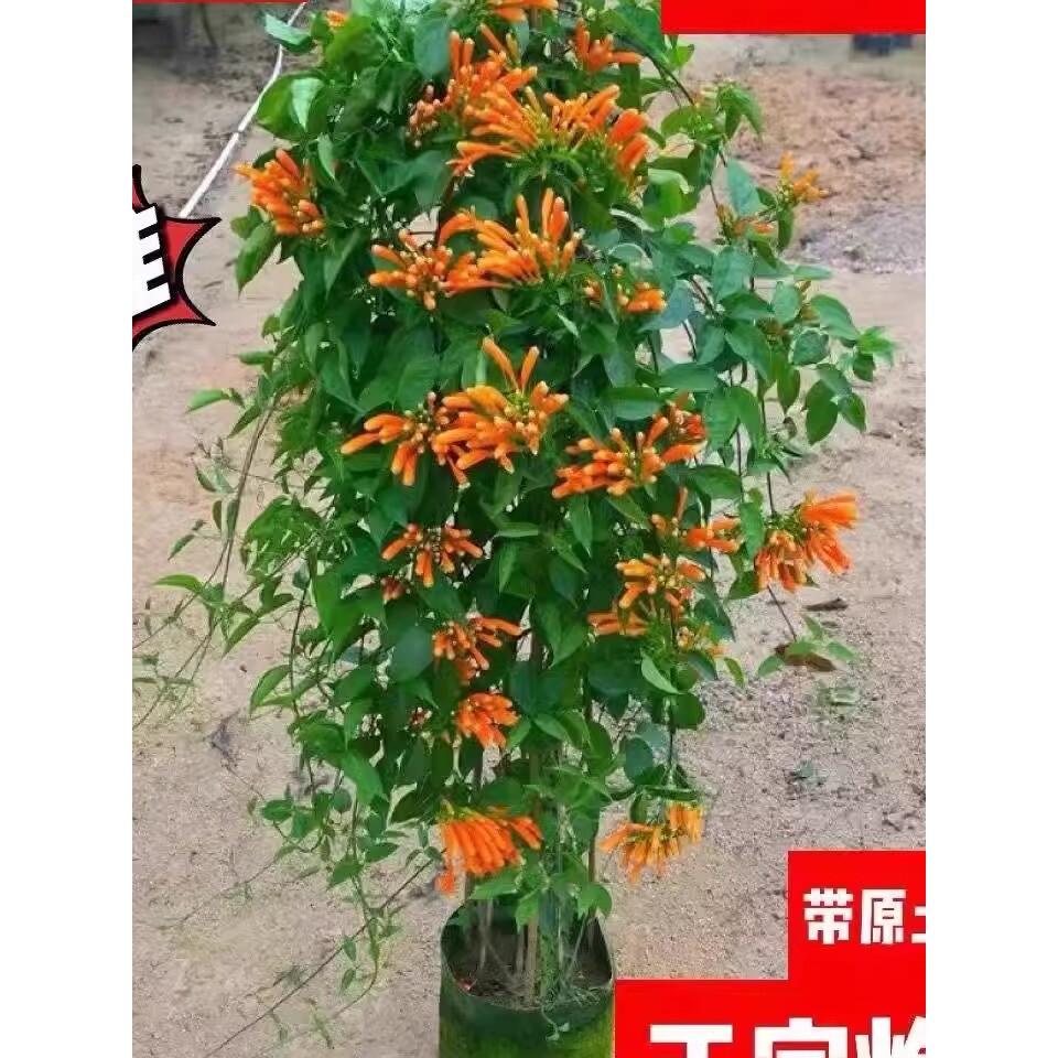 【含原土原袋】炮仗花爬藤植物长藤鞭炮花卉四季绿植盆栽庭院