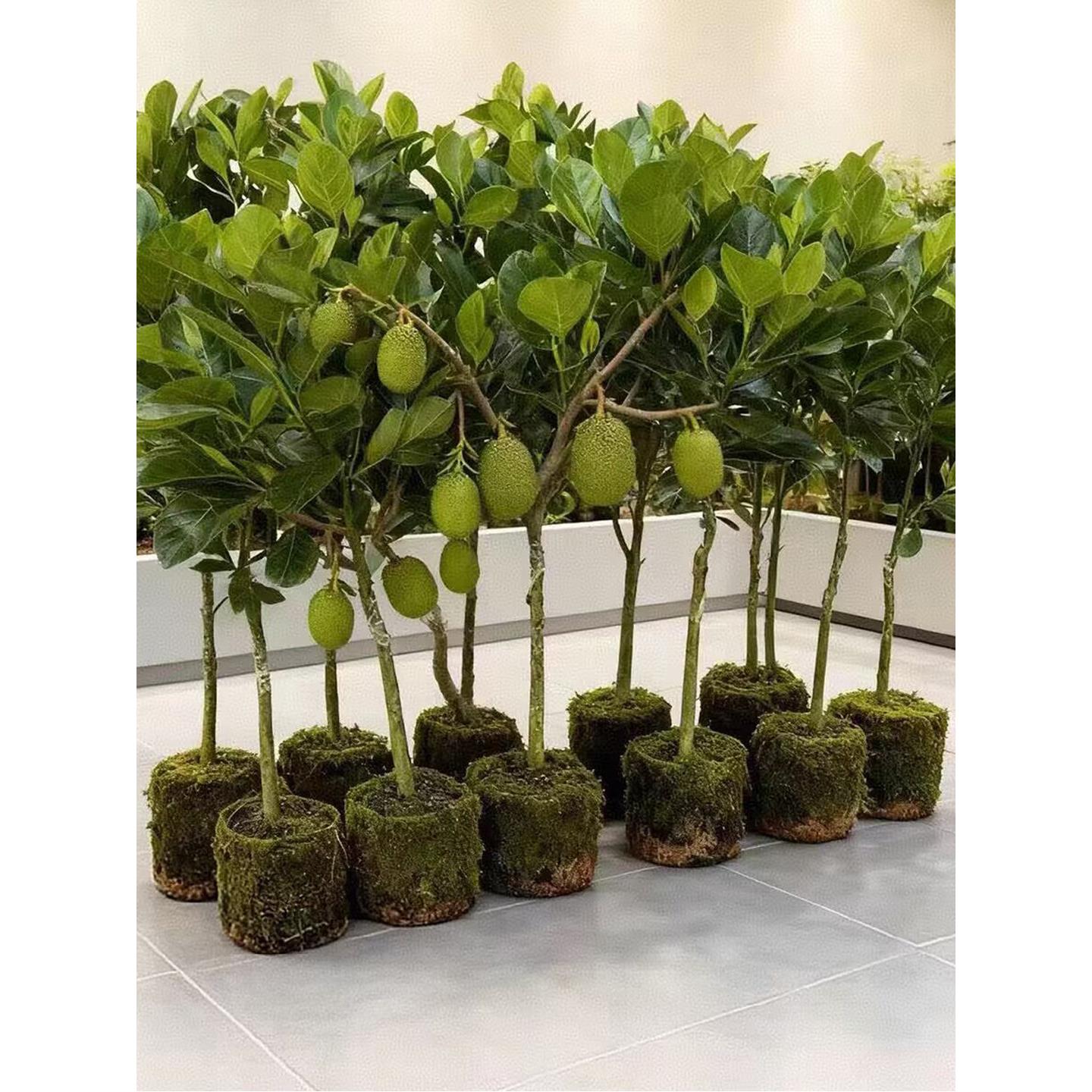正宗木菠萝树苗四季高产嫁接8号12号印尼红肉黄肉干包菠萝蜜果苗