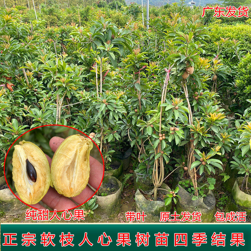 人心果树果苗软枝大果人心果苗四季当年结果盆栽地栽南方种植带土