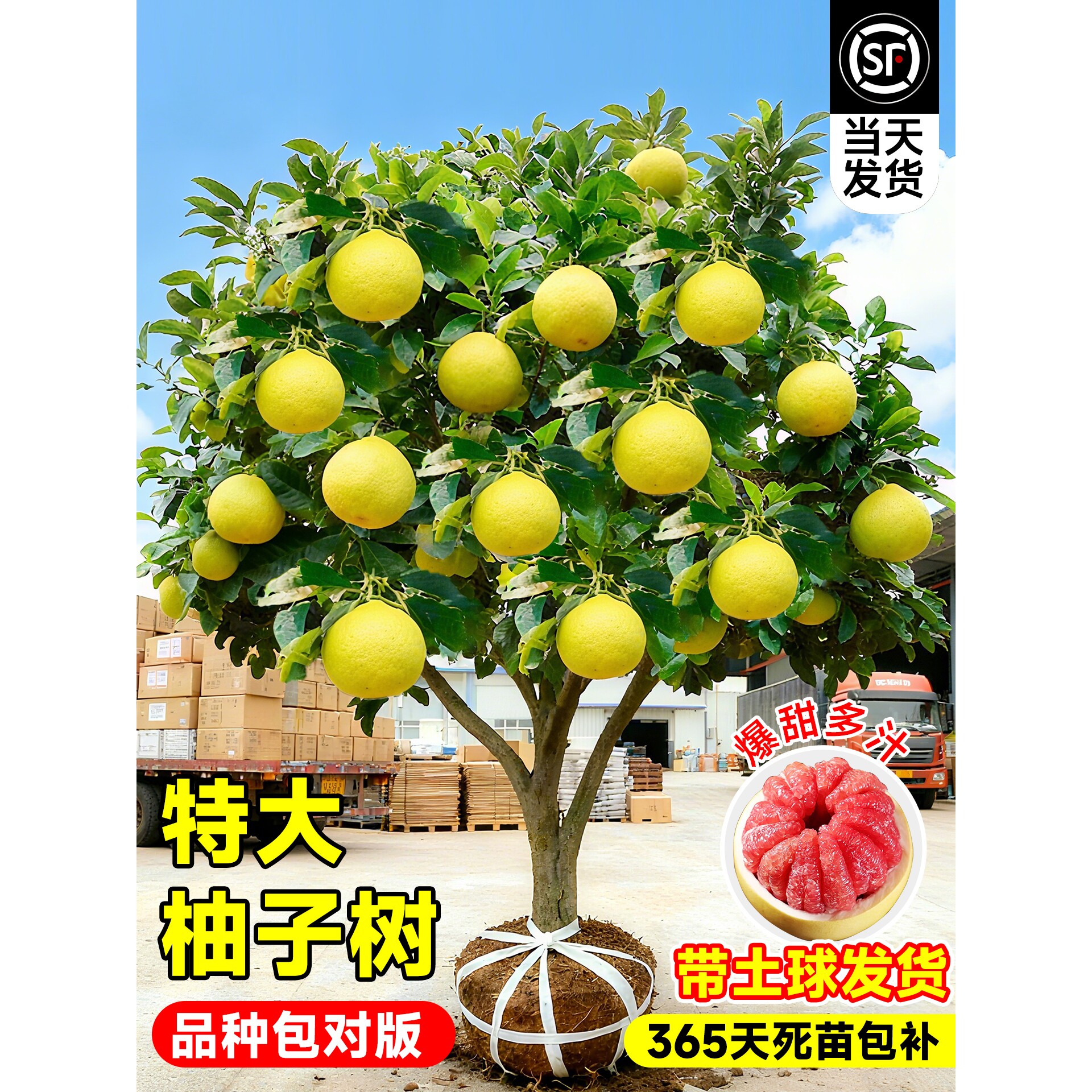 柚子树苗果树果苗红心蜜柚广西大沙田柚庭院南方北方种植耐寒水果