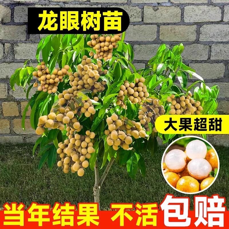 龙眼树苖嫁接盆栽水果树苗储良桂圆石硖南方四季种植地栽