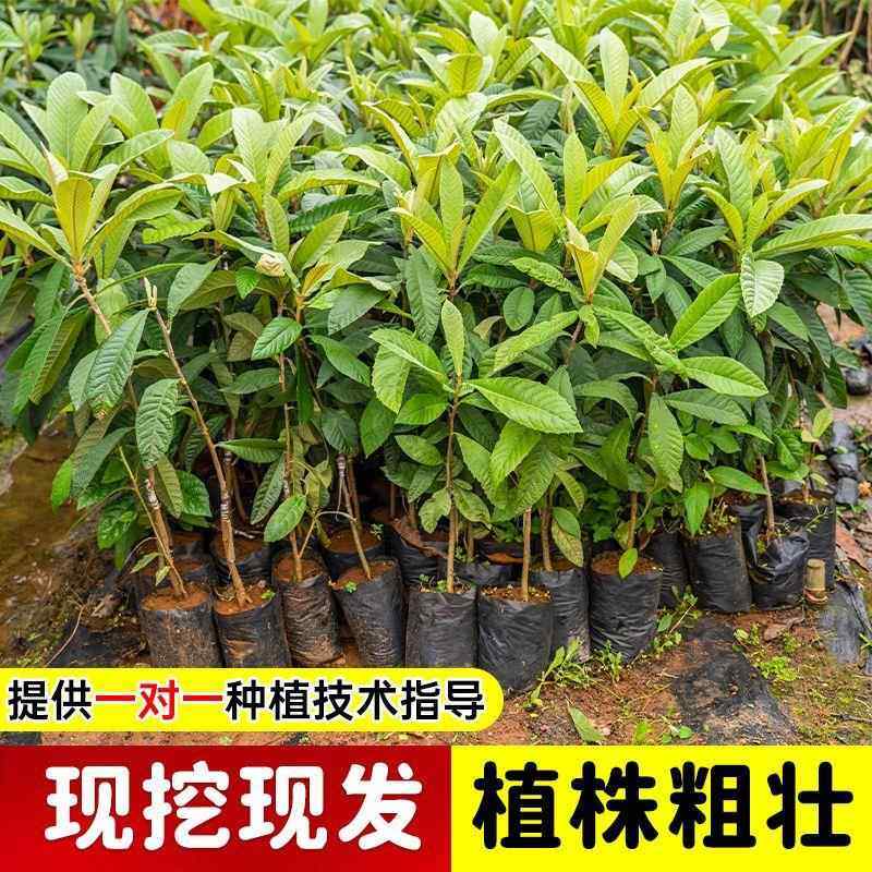 枇杷苗树果树果苗庭院嫁接水果树盆栽特大无核砂糖枇杷树苗耐寒