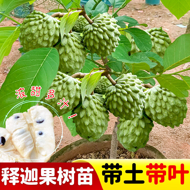 凤梨释迦果树苗嫁接榴莲甜水果苗树盆栽牛奶番荔枝果树苗四季种植