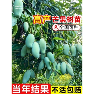 芒果树果苗特大四季芒果树嫁接当年结果盆栽地栽南北种植耐寒果苗