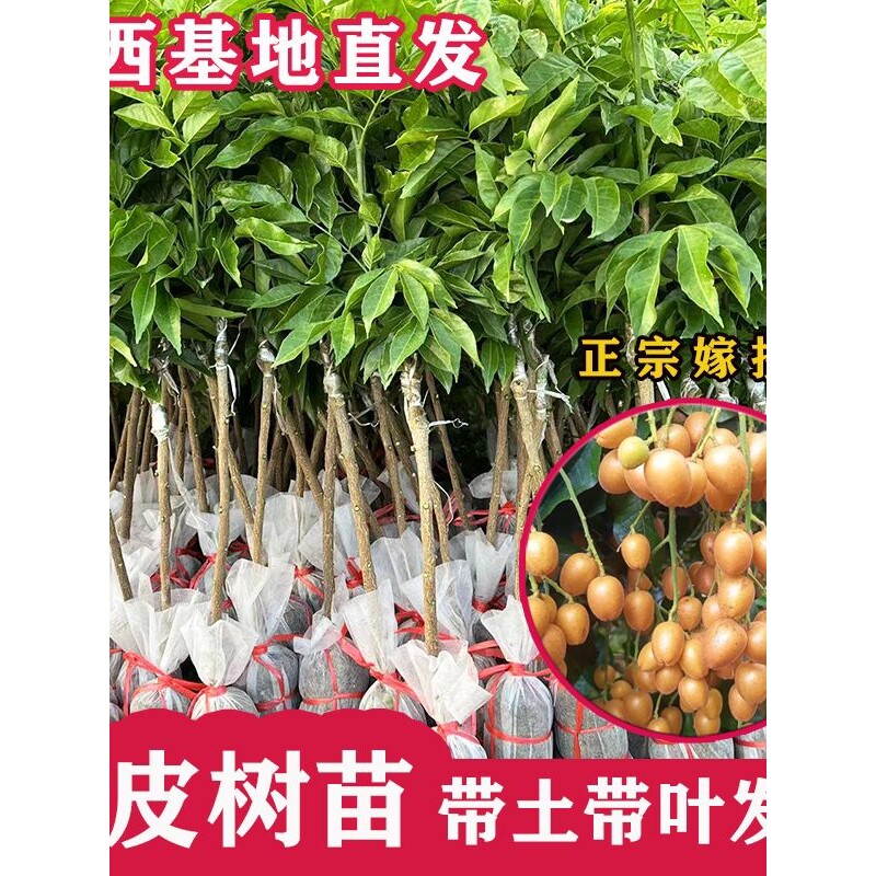 广西基地直发黄皮树苗嫁接带果盆栽当年结果南北方种植果树苗
