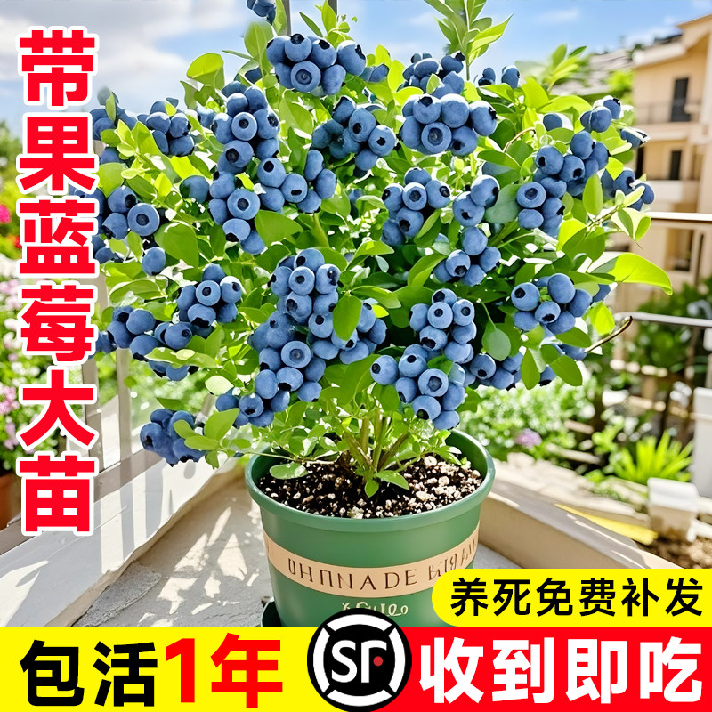 蓝莓树果苗带果子发货 蓝莓树苗阳台盆栽南方北方种植L25四季结果