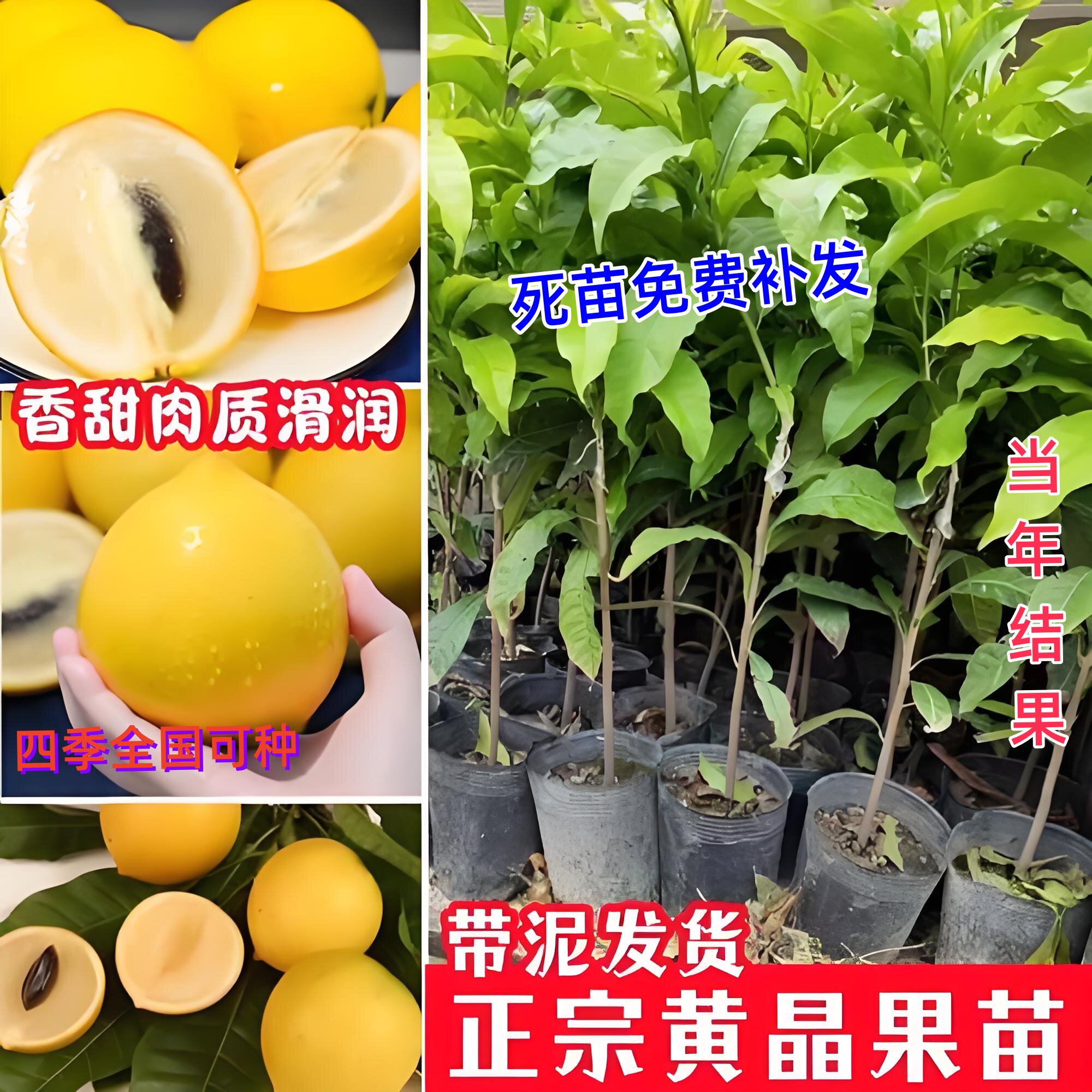 树苗嫁接6号 冬蜜四季黄宝石当年结果南方种植盆栽地
