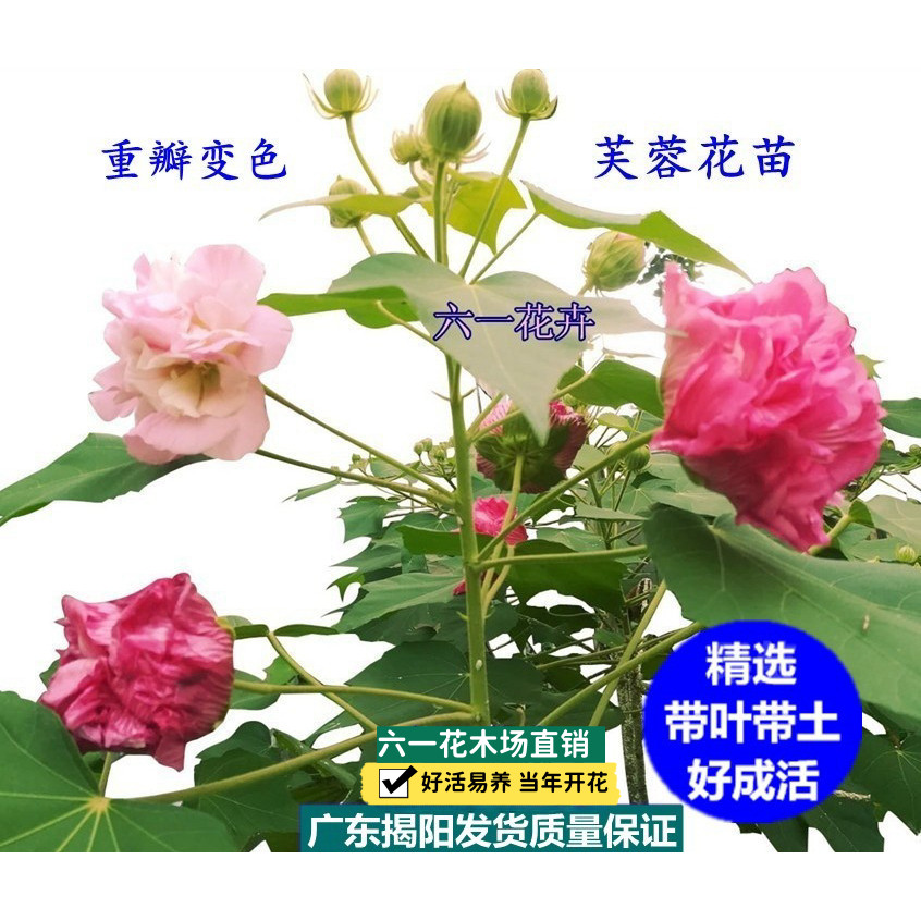 当年开花盆栽重瓣醉芙蓉花苗 木芙蓉 三醉芙蓉变色耐寒室内外绿化