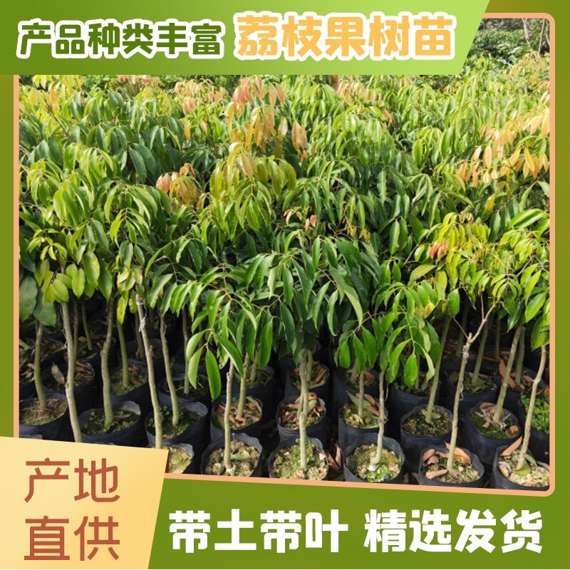荔枝树苗桂味妃子笑无核荔枝嫁接苗盆栽地载南方种植当年结果包邮