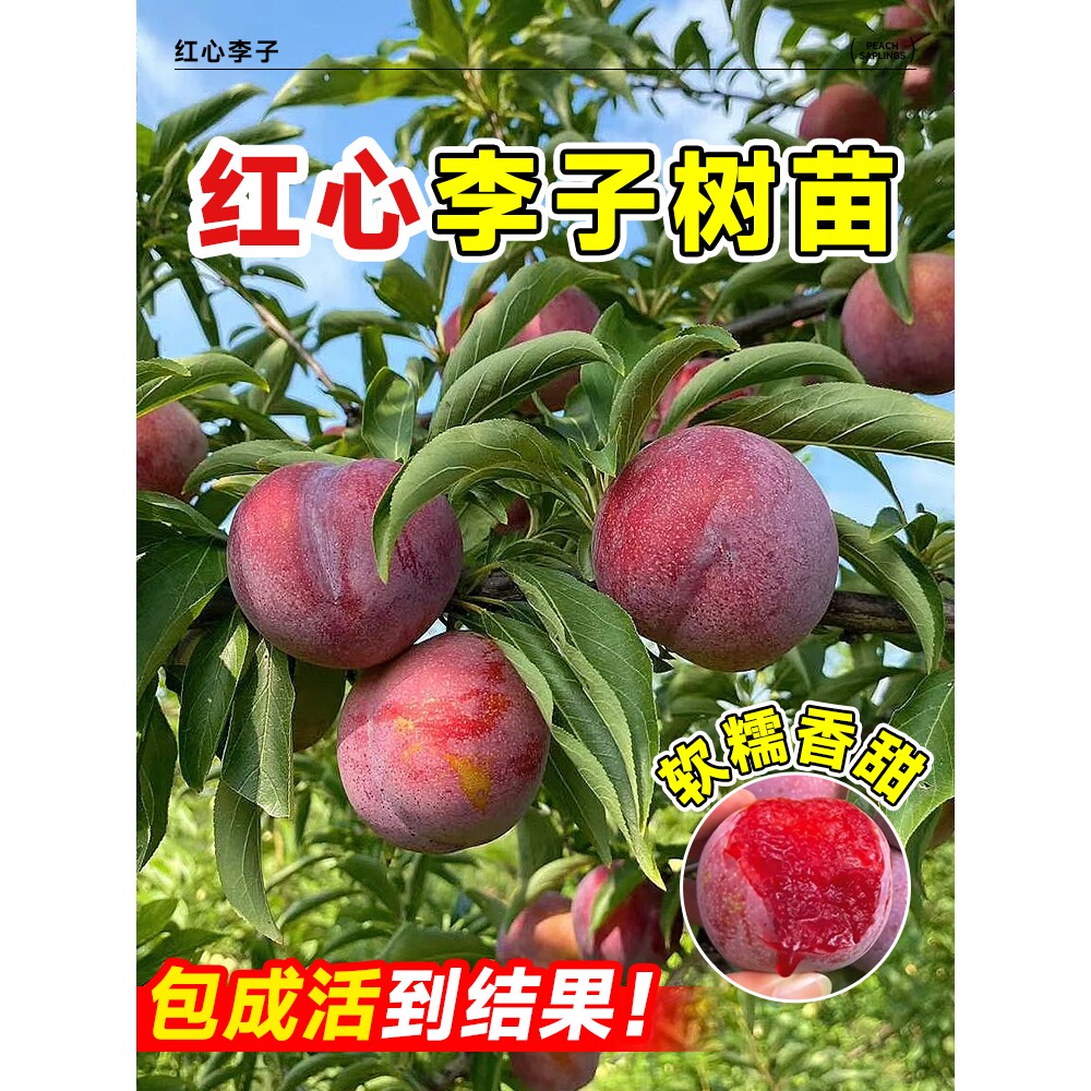 红心李子树苗三华嫁接新品种贵州六马蜂糖李奈南北方种植果树果苗
