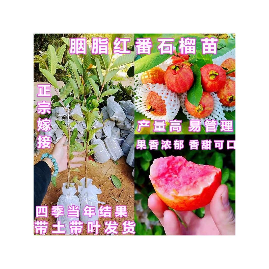 四季胭脂红番石榴苗嫁接红宝石芭乐珍珠番石榴苗盆栽地栽当年结果
