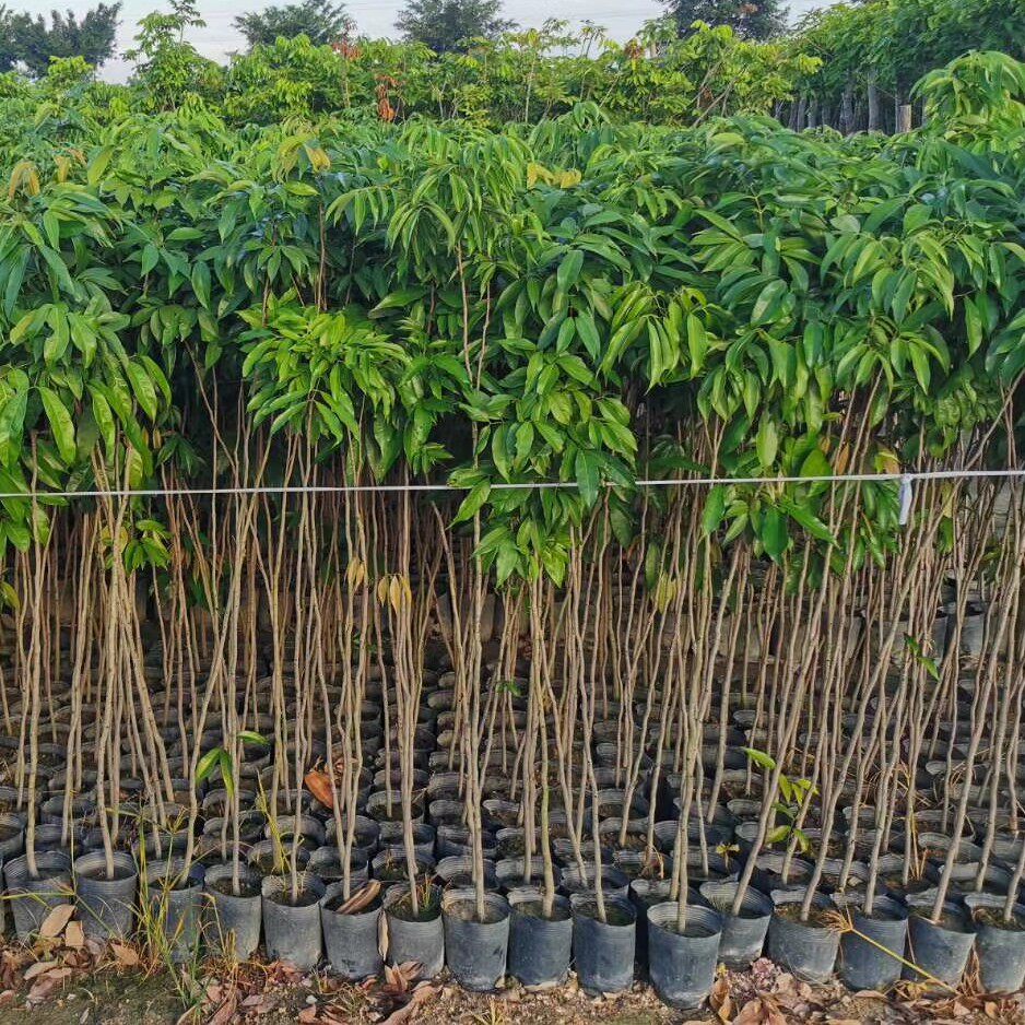 荔枝苗实生苗龙眼苗复绿专用征地苗正品果树带土带叶盆栽地栽直生