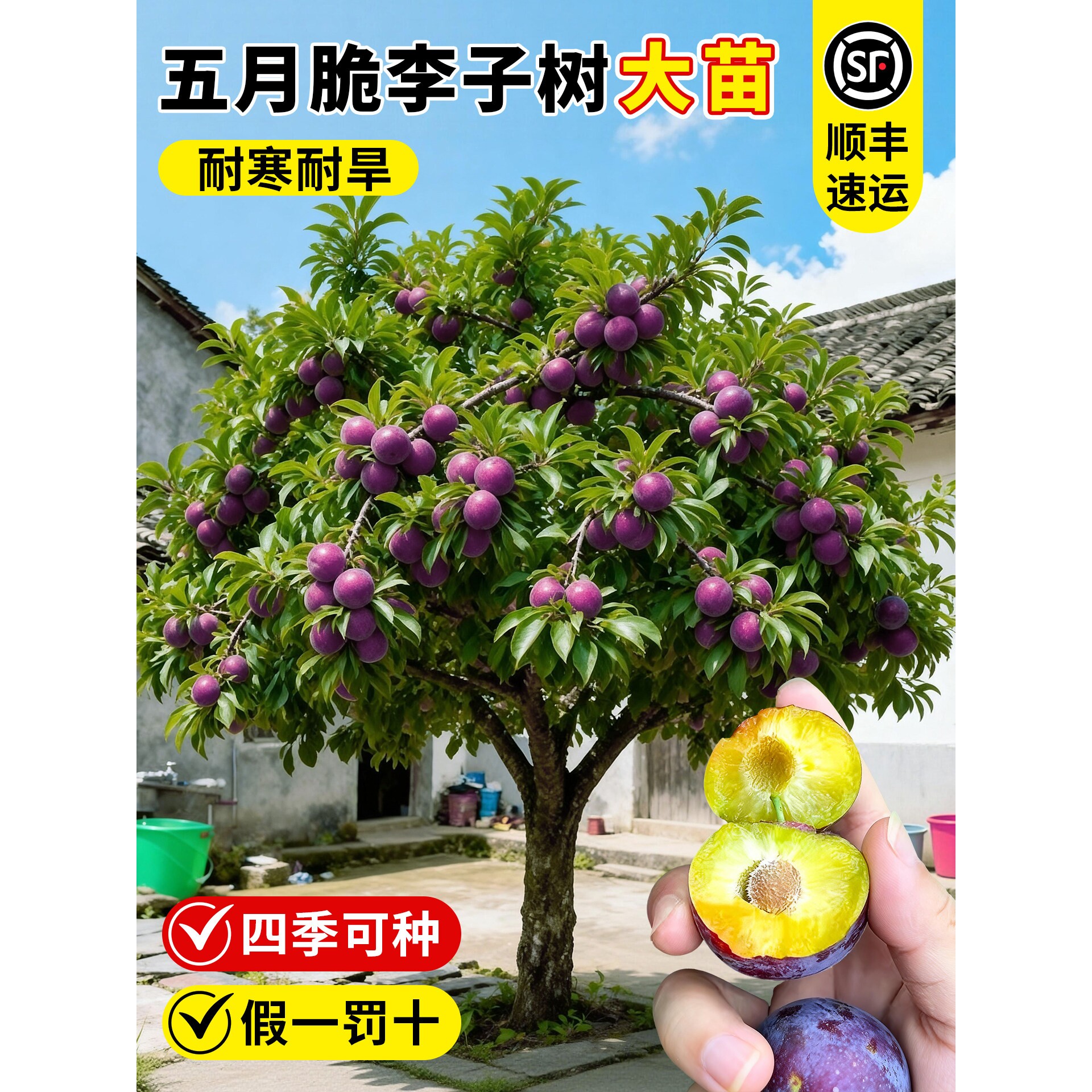 五月脆李子树苗特大果半边红蜂糖李庭院地栽阳台盆栽南方北方种植