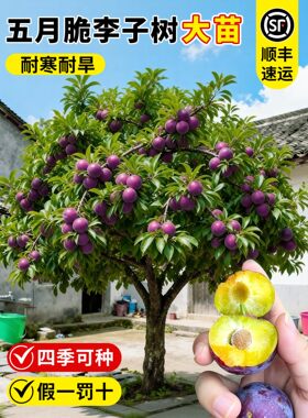 五月脆李子树苗特大果半边红蜂糖李庭院地栽阳台盆栽南方北方种植
