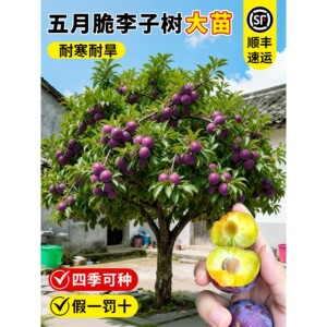 五月脆李子树苗特大果半边红蜂糖李庭院地栽阳台盆栽南方北方种植