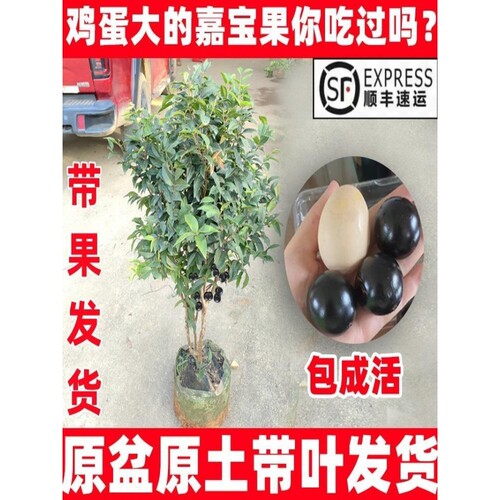 嘉宝果树树正宗树葡萄树果树四季艾斯卡沙巴盆栽阳台庭院南北方种