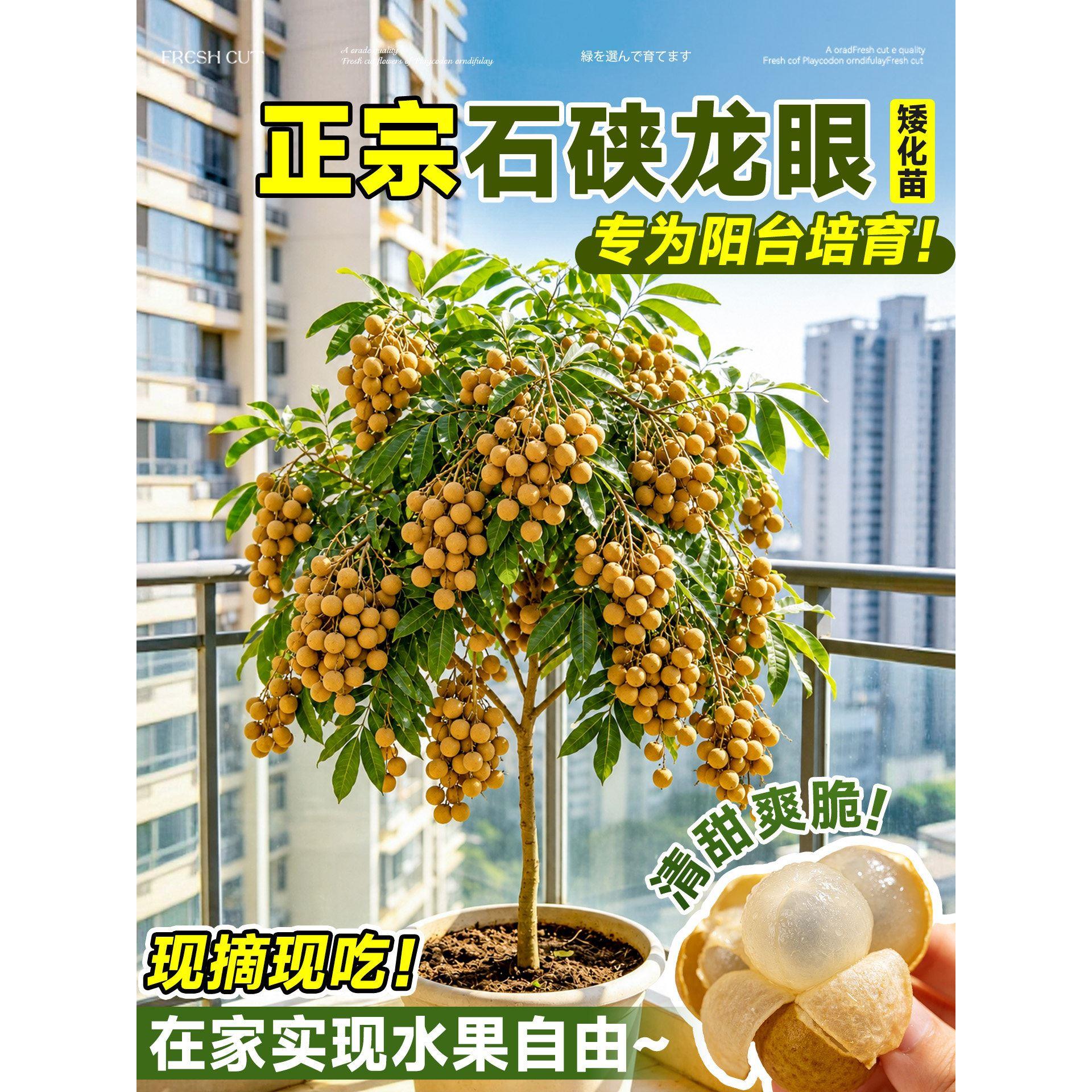 矮化阳台盆栽龙眼树苗当年结果带果发嫁接储良石硖桂圆苗新手好养