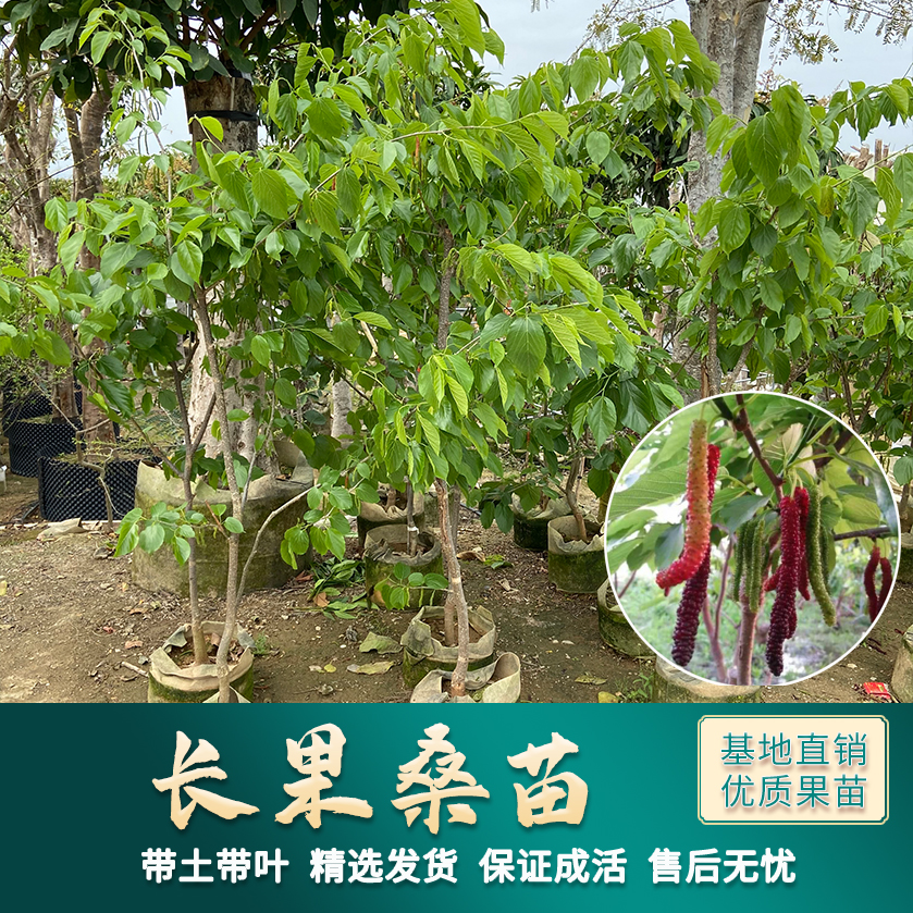 正宗台湾长果桑苗四季桑葚树苗嫁接无籽桑葚苗南北方种植当年结果