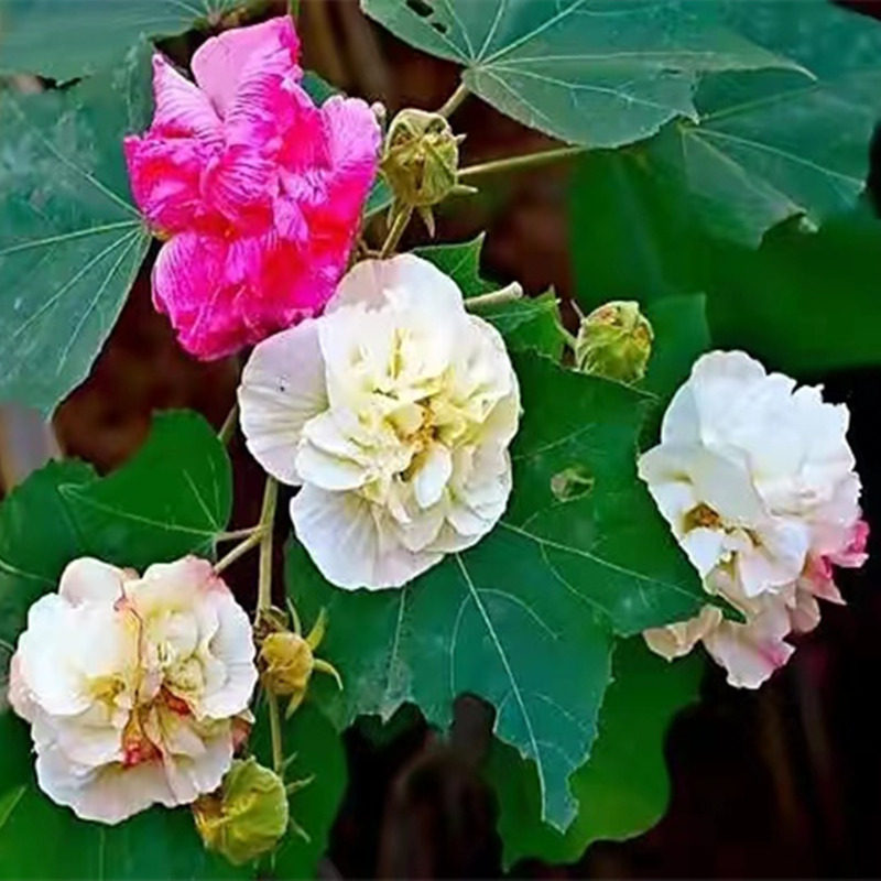 当年开花盆栽重瓣醉芙蓉花苗木芙蓉三醉芙蓉变色耐寒净化空气庭院