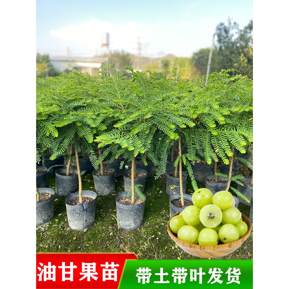 油甘果苗嫁接潮汕崩坎狮头甜种油甘苗柿饼甜余甘果树苗四季结果
