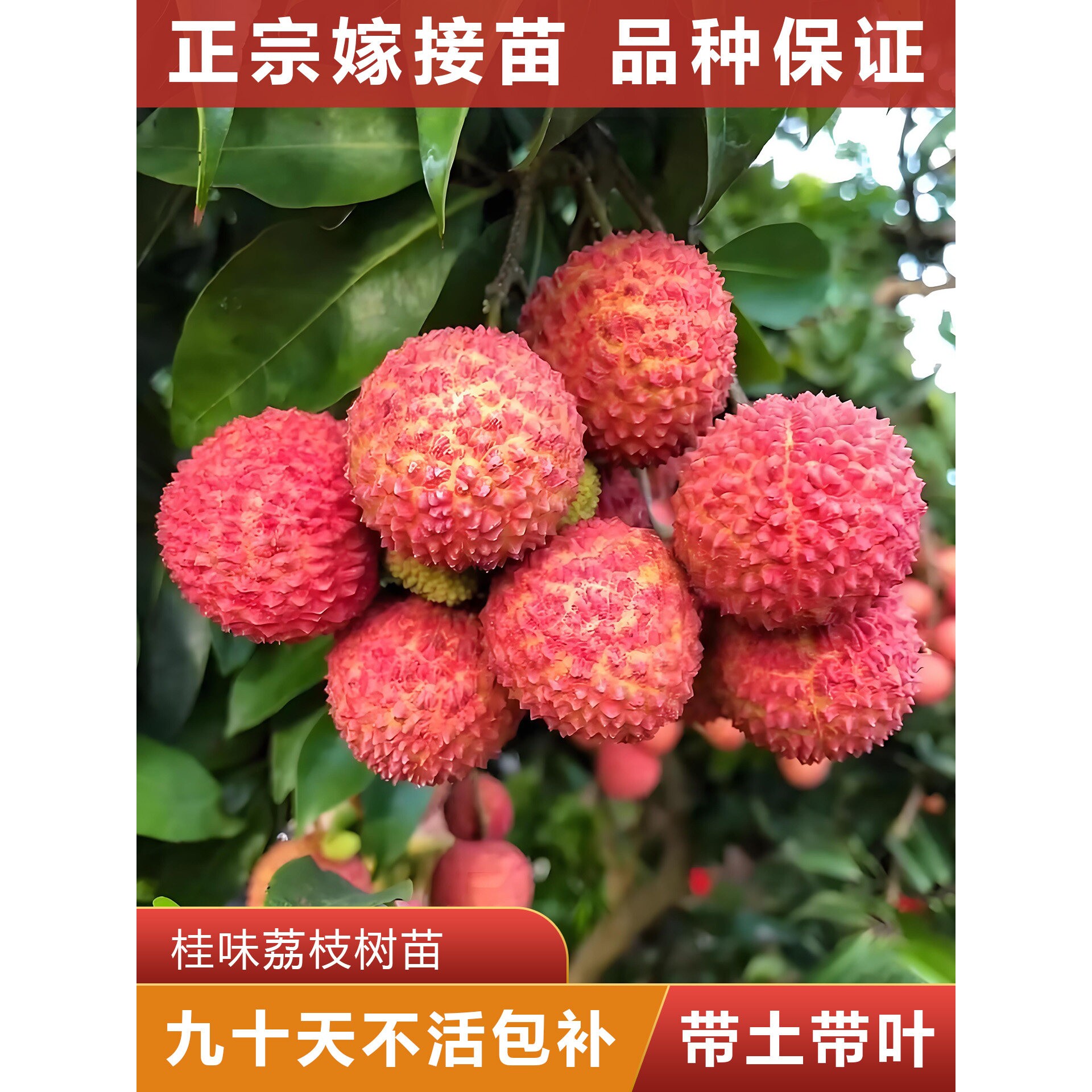 桂味荔枝树苗 正宗嫁接苗 可盘栽地栽 原杯原土带叶发货