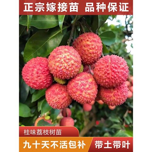 桂味荔枝树苗  正宗嫁接苗  可盘栽地栽  原杯原土带叶发货