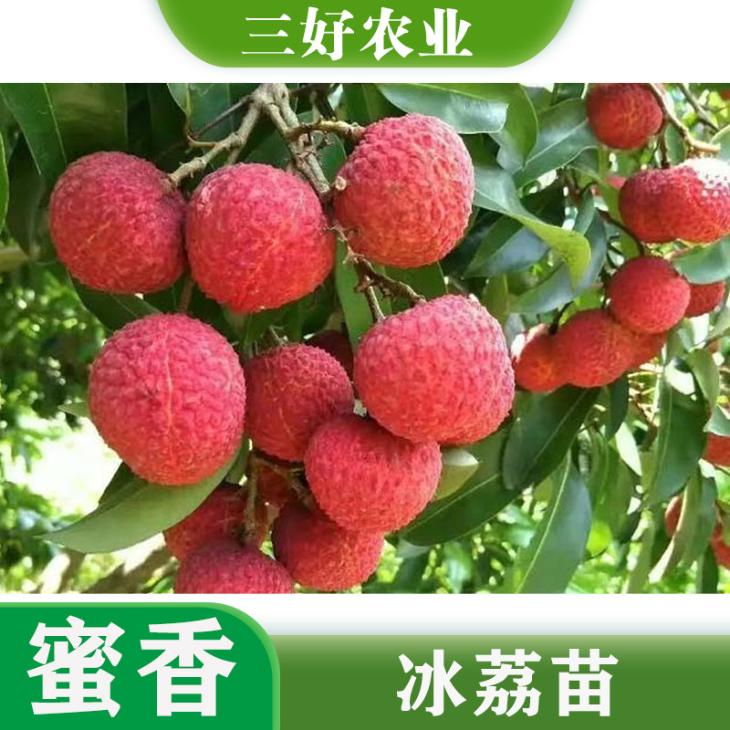新品荔枝苗 冰荔荔枝苗仙进奉荔枝苗 荔枝王荔枝苗嫁接苗带叶带叶