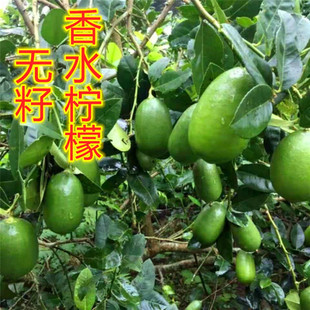 台湾香水柠檬苗 四季柠檬苗当年结果 盆栽果树苗带花果柠檬树