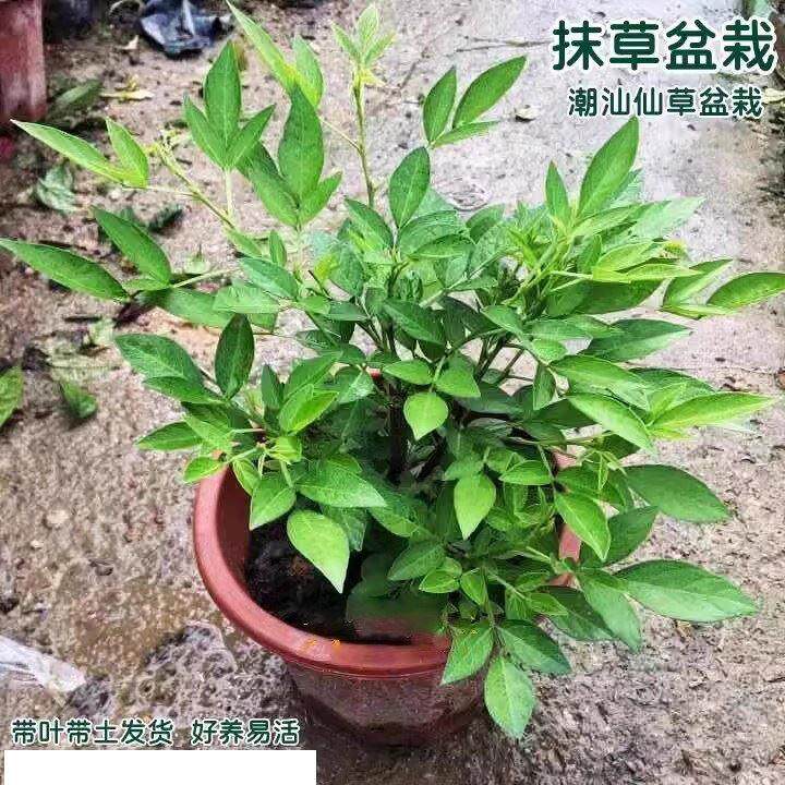 潮汕仙草苗石榴红花瑞草苗抹草盆栽小槐花三叶青家居盆栽阳台