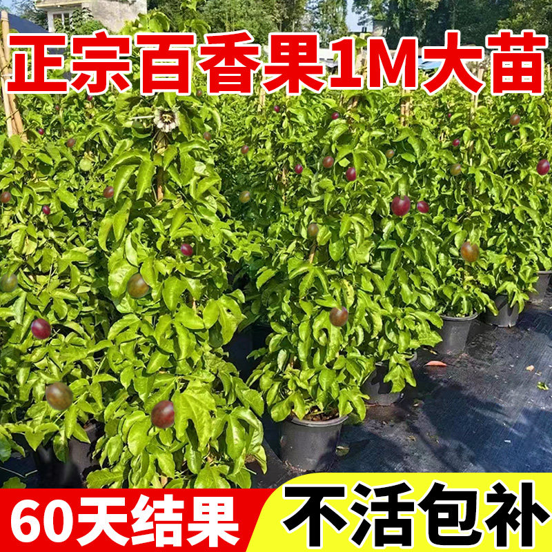 百香果树果苗正宗钦蜜9号一米特大苗四季不断结果嫁接苗盆栽植物